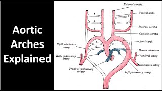 Aortic Arches Explained [upl. by Htebsil]