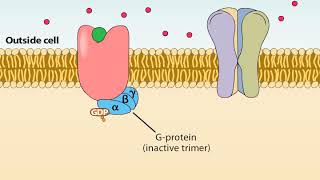 Ionotropic and Metabotropic Receptors [upl. by Saisoj]