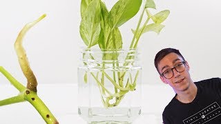 How To Propagate Pothos Cuttings  2 BEST Methods [upl. by Armilla]