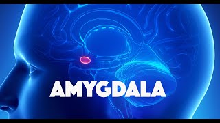 Amygdala [upl. by Cran]