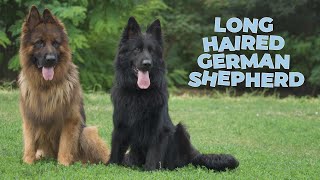 Long Haired German Shepherd Dog Breed Information 101 [upl. by Akim]