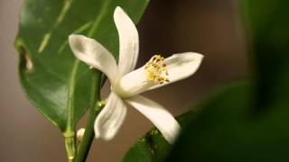 timelapse  life of a citrus blossom [upl. by Edia]