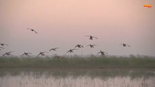 Epic Blue Wing Teal Shoot in Texas [upl. by Annig578]