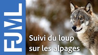 Relations loupsbétail  Attaque sur bovin [upl. by Mccartan]