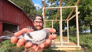 Smallest Pigeons in the World Building a Homing Pigeon Loft [upl. by Schifra256]