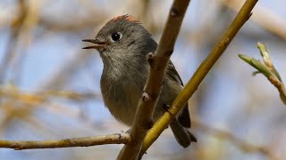 Rubycrowned Kinglet [upl. by Kapeed]