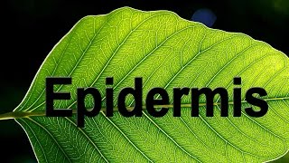 Epidermis in Plants  Biology  Science  Letstute [upl. by Remark]