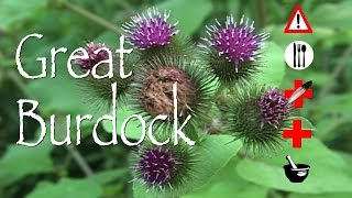 Great Burdock Edible Medicinal Cautions amp Other Uses [upl. by Harve]