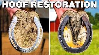 Horse Hoof Cleaning Satisfying Full Restoration [upl. by Enyallij454]