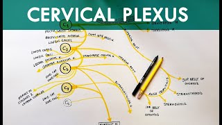 Cervical Plexus  Anatomy Tutorial [upl. by Greene]