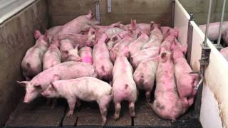 Smart Pig Handling  Part 1 of 2  Basic Pig Behaviour [upl. by Yud]