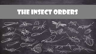 Defining Characteristics of the Insect Orders  Entomology [upl. by Rennane]