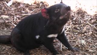 Tasmanian Devils Arrive at the San Diego Zoo [upl. by Ahsienad]