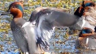 Green winged teal duck call sound flying [upl. by Gnaht]