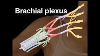 Brachial plexus [upl. by Emerson62]