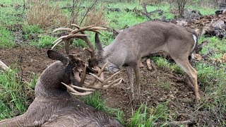 Two GIANT WHITETAILS With Locked Antlers  The Management Advantage [upl. by Roseanna]