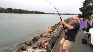 3m Bull Shark caught in North Coast River NSW [upl. by Atteroc499]