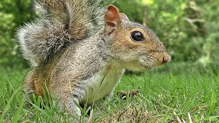 Videos for Cats to Watch  Squirrel Mania [upl. by Manus]