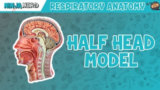 Respiratory  Half Head Anatomy [upl. by Jezebel900]