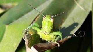 ХиподилСкакалец много смях HipodilGreenGrasshopper its funny [upl. by Aniat]