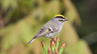 Goldencrowned Kinglet by Garth McElroy [upl. by Abbe]