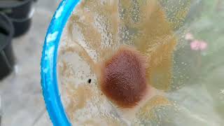 How to culture daphnia moina in a small container Part 1 English Subtitle [upl. by Abner]