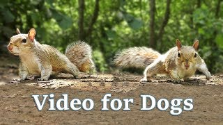 TV for Dogs  Videos for Dogs to Watch  Squirrels [upl. by Atterehs]