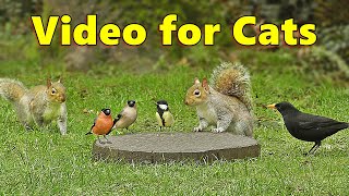 Videos for Cats  Squirrels and Birds Mania ⭐ 10 HOURS ⭐ Cat TV [upl. by Sauer]