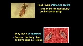 CARTA Unique Features of Human Skin – Mark Stoneking The Molecular Evolution of Human Lice [upl. by Idolla]