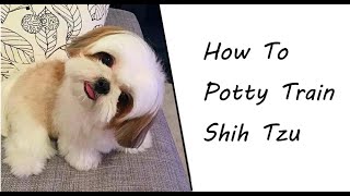 How To Train Your Shih Tzu Potty in 2021 Housebreak A Shih Tzu [upl. by Clayborn]