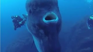 Facts The Ocean Sunfish Mola mola [upl. by Dawna]