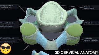 Cervical Vertebrae Anatomy  3D OMT COMLEX [upl. by Nonrev]