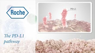 Cancer immunotherapy  The PDL1 pathway [upl. by Heim875]