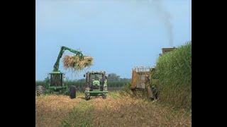 2020 Louisiana Sugar Cane Cutting and Planting 4K [upl. by Celestyna974]