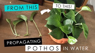 PROPAGATING A POTHOS IN WATER  detailed root growth amp progress [upl. by Airol961]