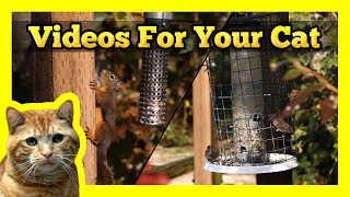 Videos for your Cat  Birds amp Squirrels [upl. by Eileen941]