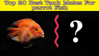 Top 20 Best Tank Mates For Parrot Fish  These Fishes Are Compatible With ParrotFish [upl. by Pardew296]