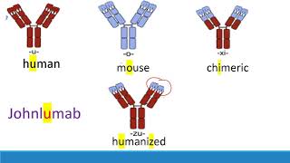 USMLE Step 1 How to memorize monoclonal antibodies [upl. by Maurreen]