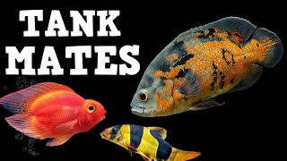 TOP 10 Tank Mates For Oscar Fish [upl. by Jennee]