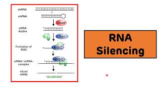 RNA Silencing  RNA Interference  siRNAs and miRNAs [upl. by Xino]