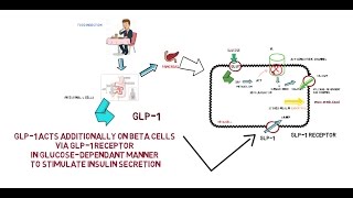 GLP1  Mechanism of Action [upl. by Cyndy]