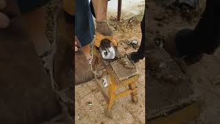 Horse hoof restoration  Horse hoof cleaning [upl. by Maida712]