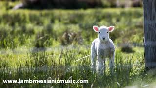 The Sacrifice Lamb  LAMB  JOEL CHERNOFF THE OFFICIAL CHANNEL [upl. by Krischer]