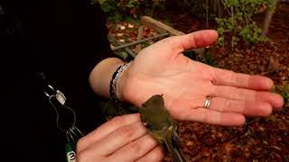 Rubycrowned kinglet [upl. by Elconin421]