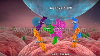 Anti–PD1PDL1 therapy of human cancer [upl. by Adnole]