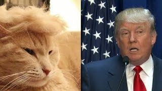 Trump cats feature felines with crazy hairlines [upl. by Aserehs44]