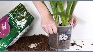 Repotting a Cymbidium Orchid [upl. by Dnalevets]