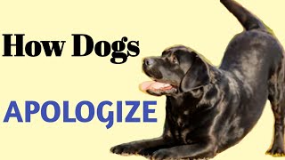 Understanding Dog Body Language – How Dogs Deescalate Problems Appeasing Behaviors Part 3 [upl. by Nrublim]