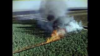 Everglades Harvest Floridas Sugarcane Industry 1983 [upl. by Eednus]