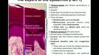 The Integumentary System  The Epidermis [upl. by Randee]